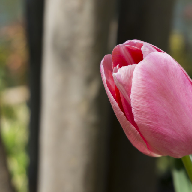 "Pink Tulip" stock image