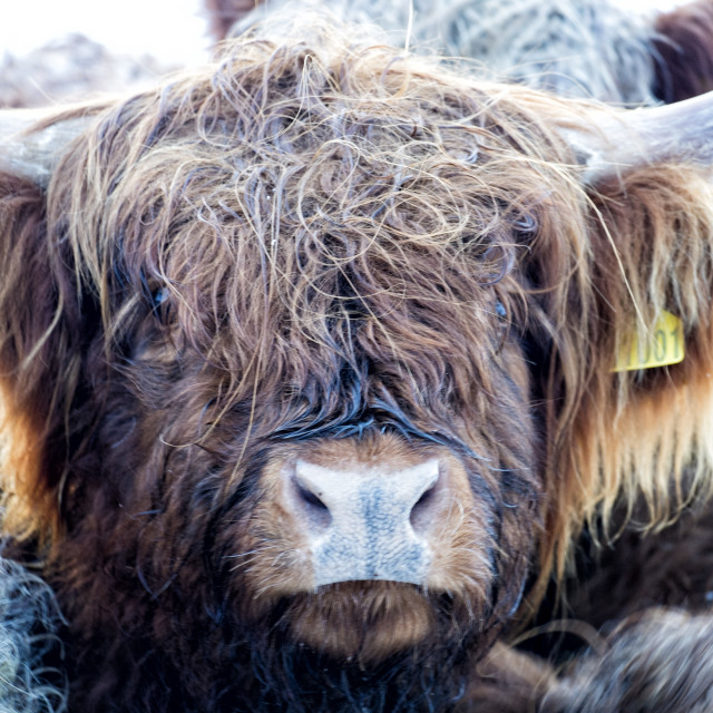 "Highland Cows in the Snow" by Jeff Carter - $12.33 "Highland Cows in the Snow" stock image