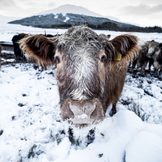 "Cow in the Highlands" by Jeff Carter - $12.33 "Cow in the Highlands" stock image