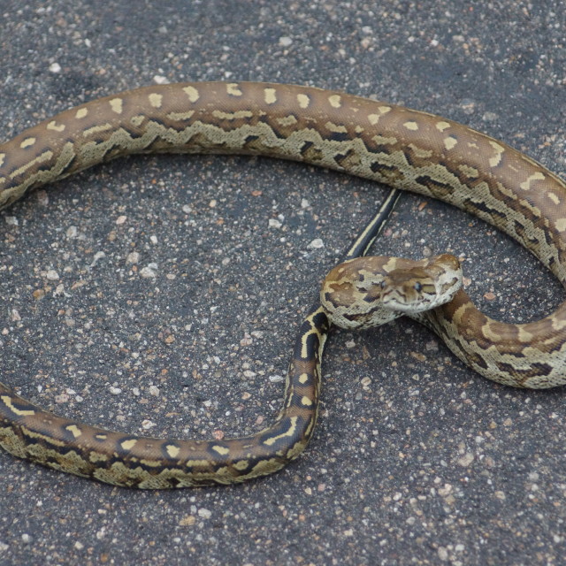 "South African Rock Python Baby" stock image