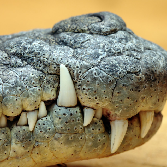 "crocodile teeth" stock image