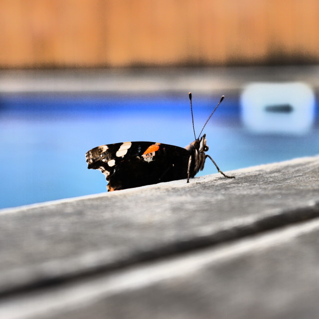 "Beautiful Butterfly" stock image