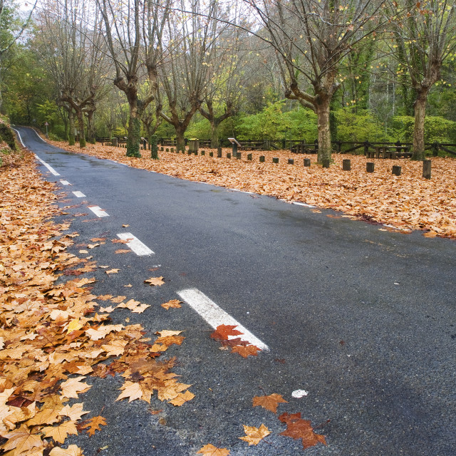 "Road in Autumn" stock image