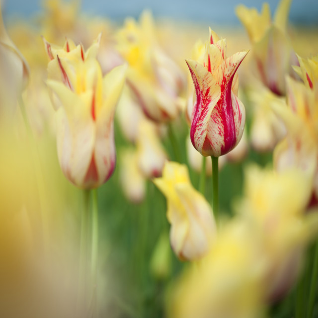 "Mona Lisa Tulip" stock image
