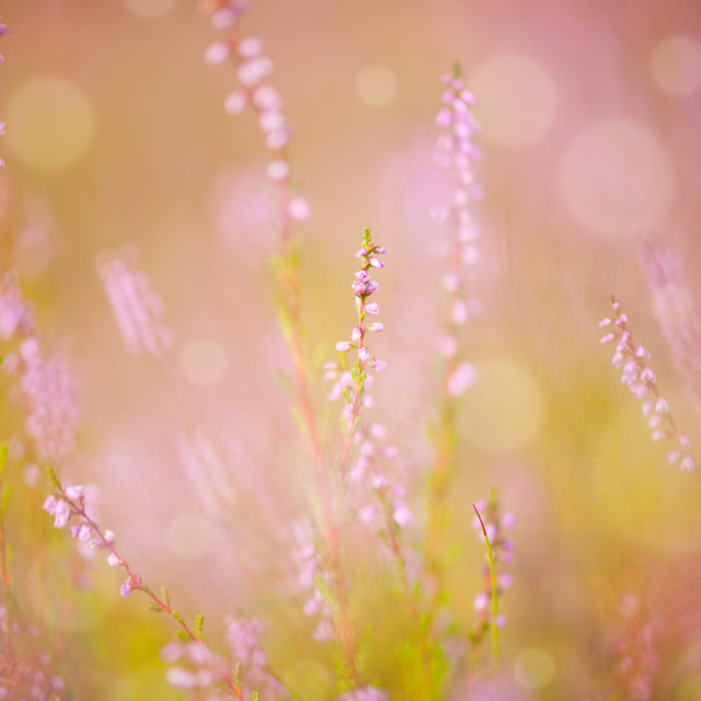 "pink heather macro and blurred background" stock image
