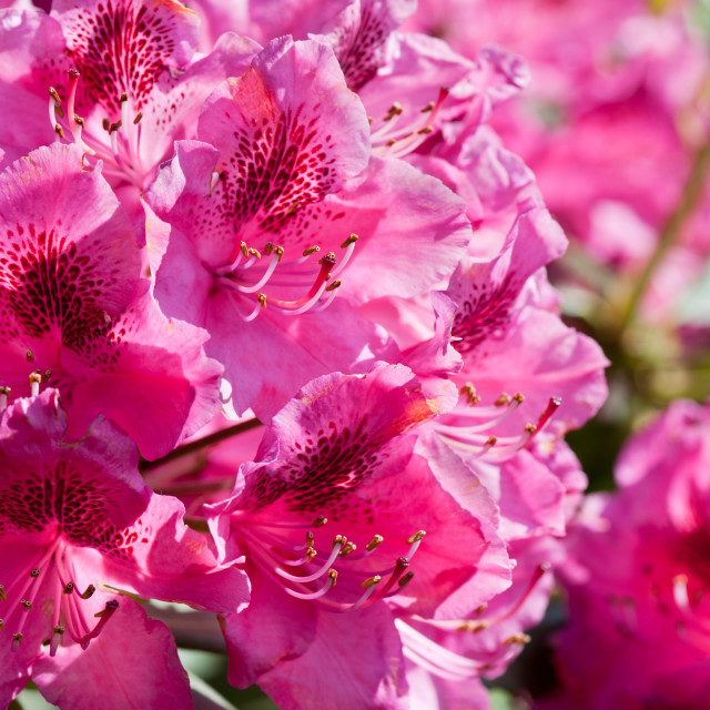 "Rhododendron called Azalea bright pink flowers" stock image
