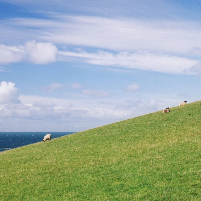 "Sheep Sailing By" stock image