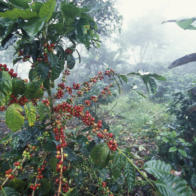 "MITTELAMERIKA, HONDURAS, COPAN, KAFFEE, PLANTAGE" stock image
