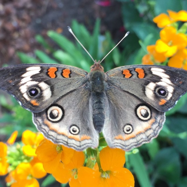 "Butterfly" stock image