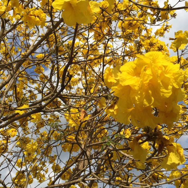 "Tabebuia Tree" stock image