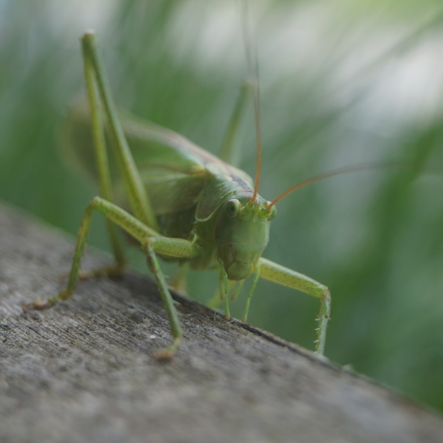 "Hopper" stock image