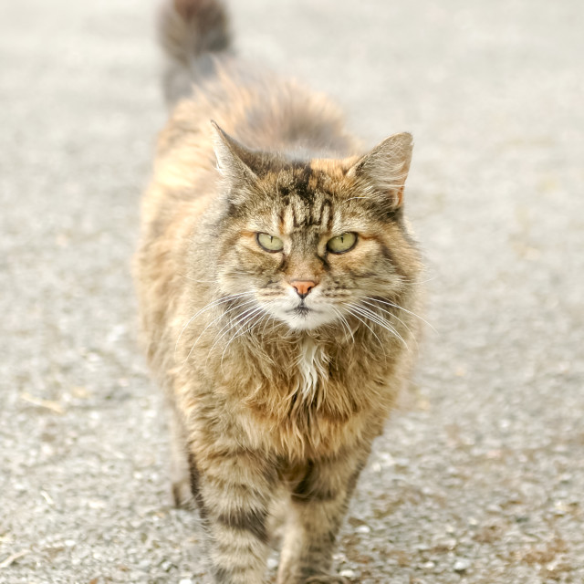 "street cat" stock image