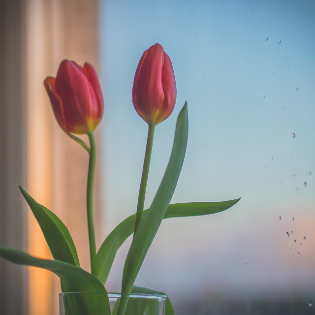 "Tulips Opening" stock image