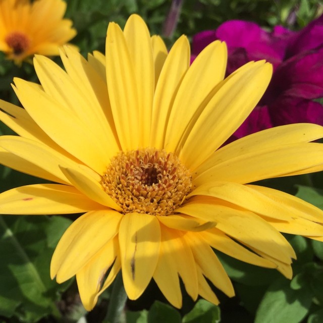 "Yellow Flower" stock image