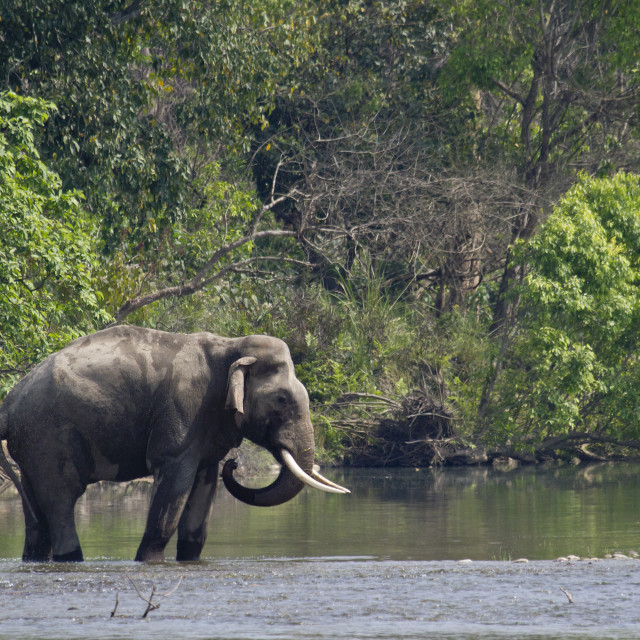 "Wild asian elephant in Bardia, Nepal" stock image