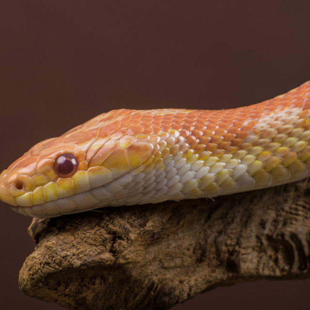 "Corn Snake" stock image