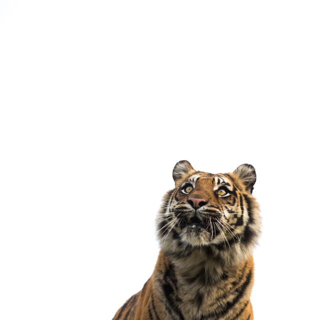 "Sumatran Tiger" stock image