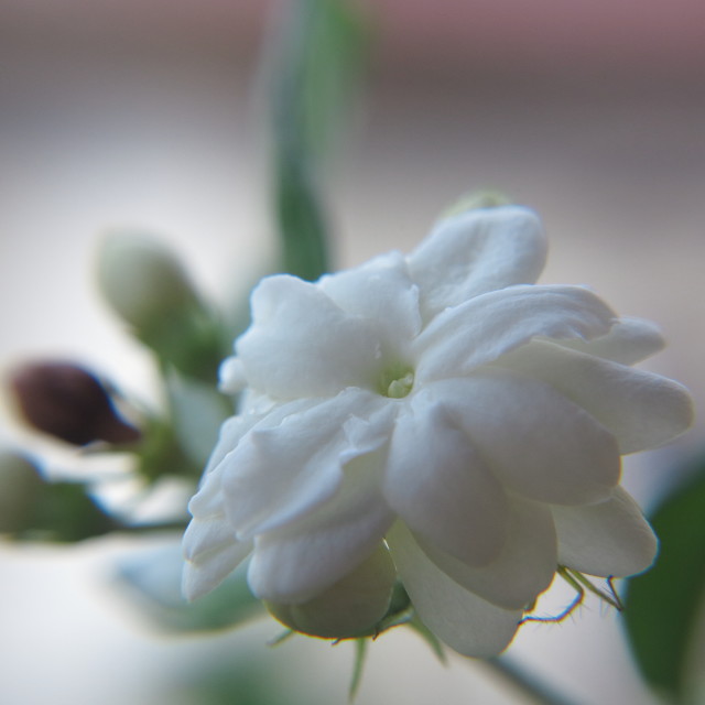 "Jasmine Flower" stock image