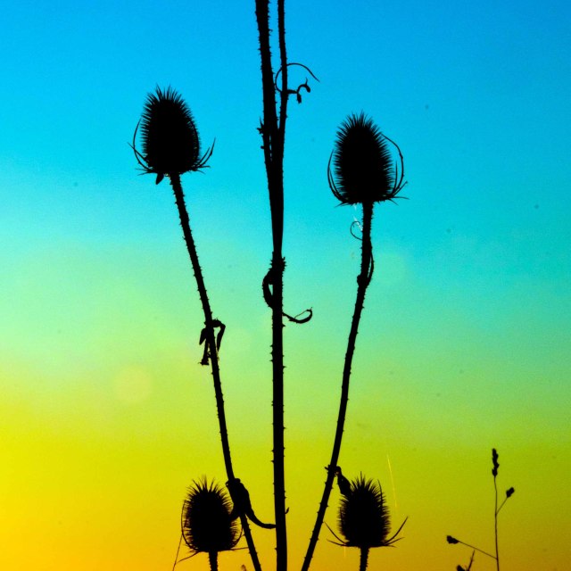 "Silhouette of thistles against a setting sun." stock image