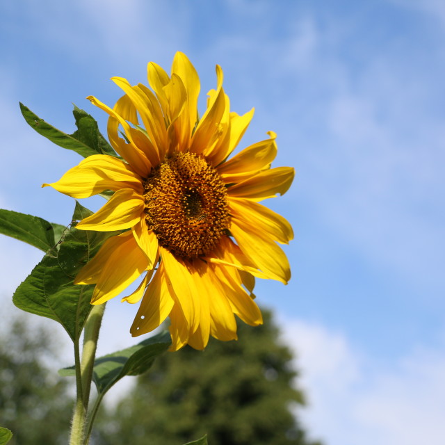 "Sunflower" stock image