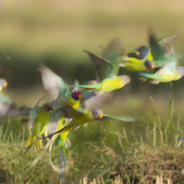 "Flight of parakeet in Bardia, Nepal" stock image