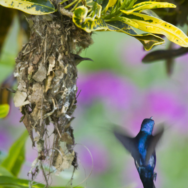 "Flying purple sunbird nesting in Nepal" stock image