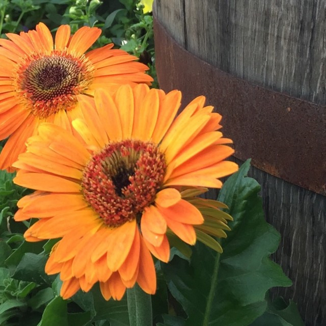 "Sunflowers" stock image