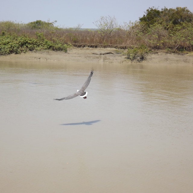 "Bird in Kakadu (Australia)" stock image