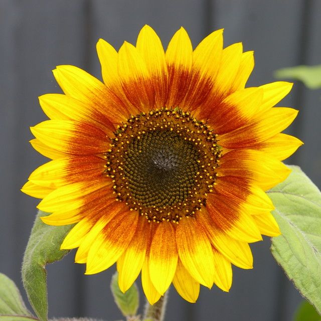 "Sunflower" stock image