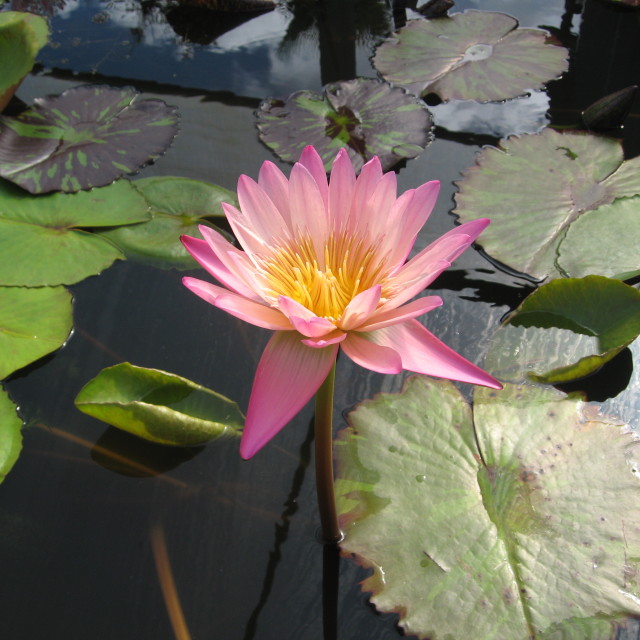 "Flower and Water Lilies" stock image