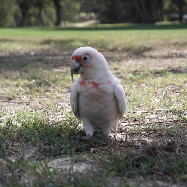 "Australian Galah" stock image