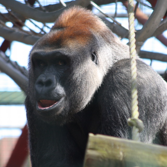 "Gorilla" stock image
