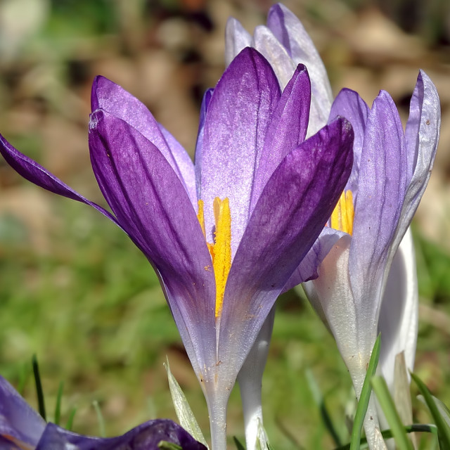 "purple flower" stock image
