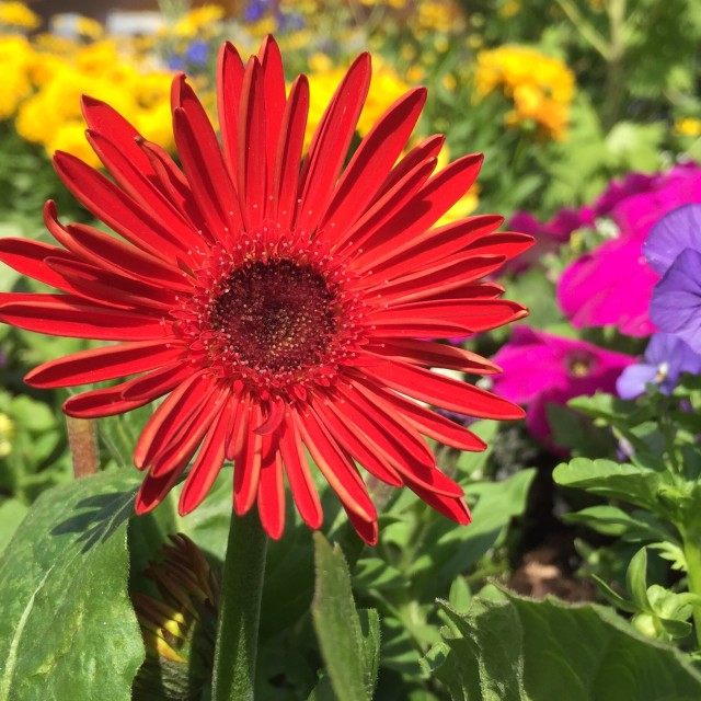 "Red Sunflower" stock image