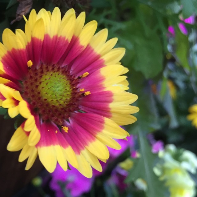 "Beautiful Flower" stock image