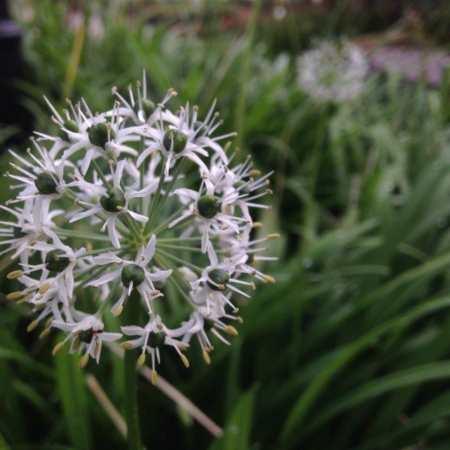 "Dandelions" stock image