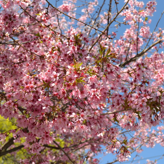 "Cherry Blossom" stock image