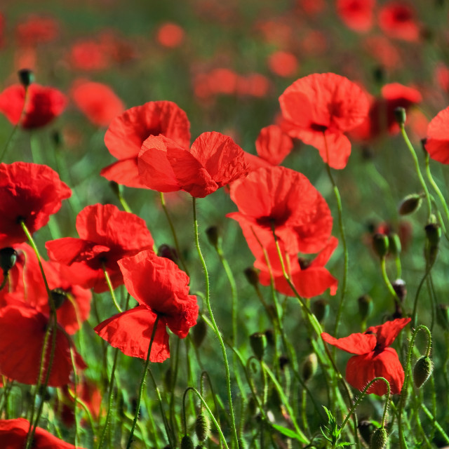 "Poppies in the summer" stock image
