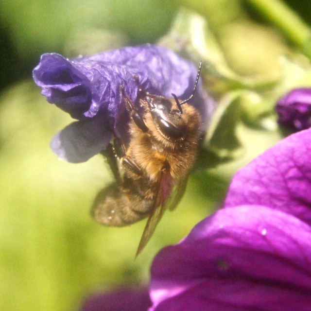 "Bee" stock image