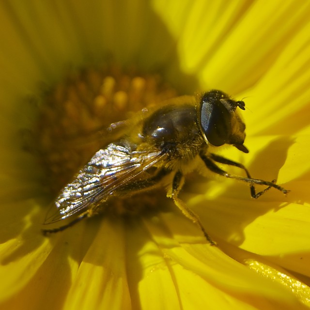 "Fly" stock image