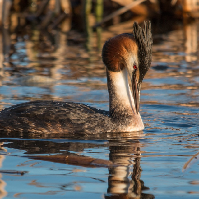 "Great crested Grebe" stock image