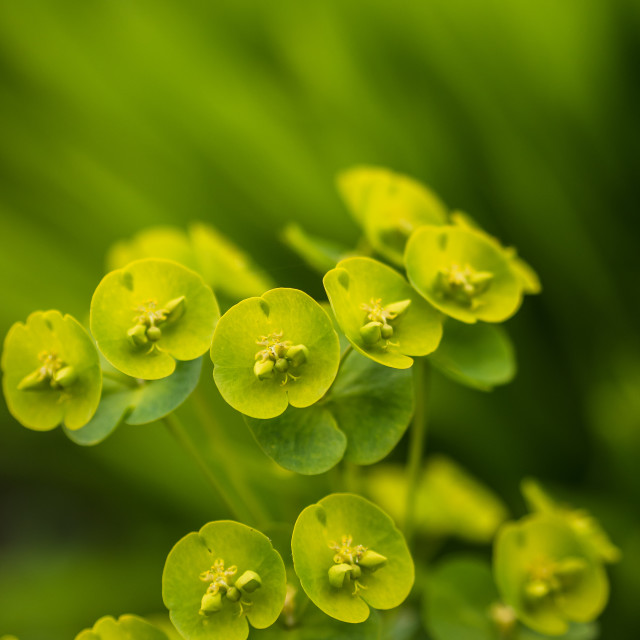 "Small green flowers - Euphorbiaceae" stock image