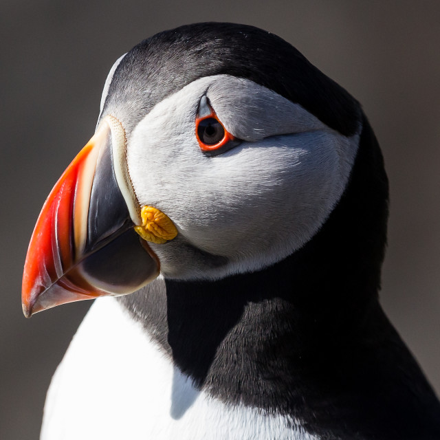 "Puffin Portrait" stock image