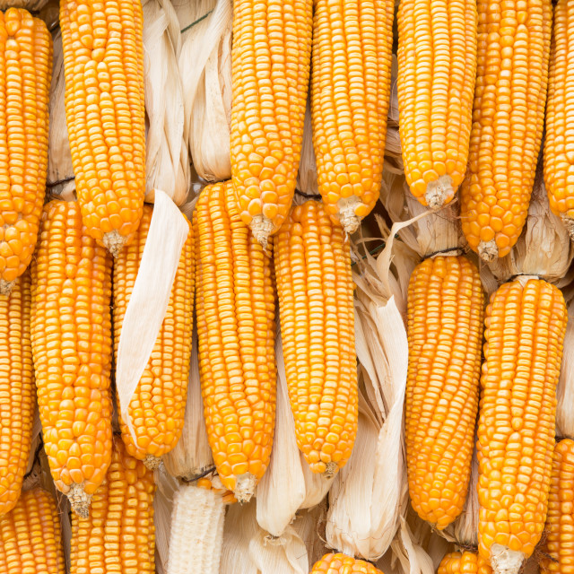 "Yellow dried corn bundle together texture" stock image