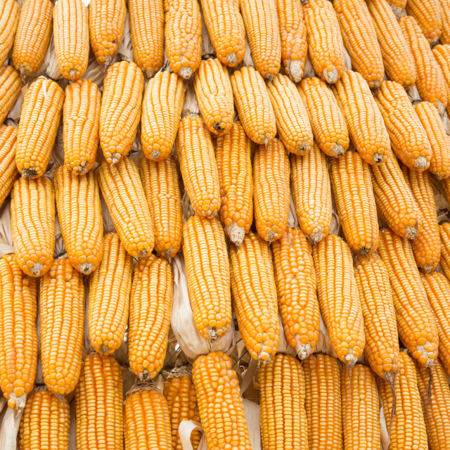 "Yellow dried corn bundle together texture" stock image