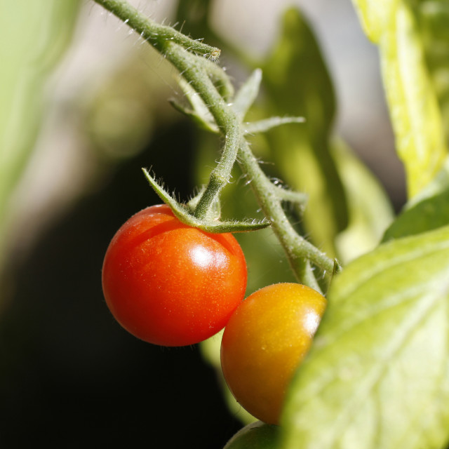 "Tomato Plant" stock image