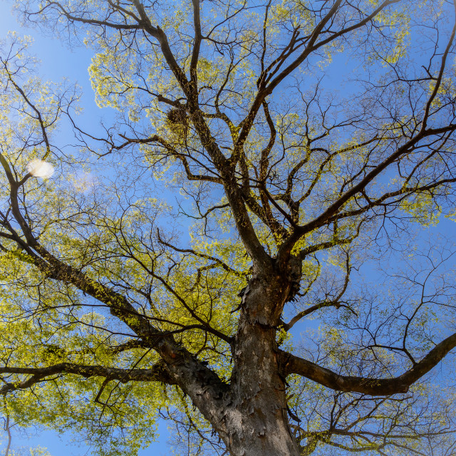 "Old Tree" stock image