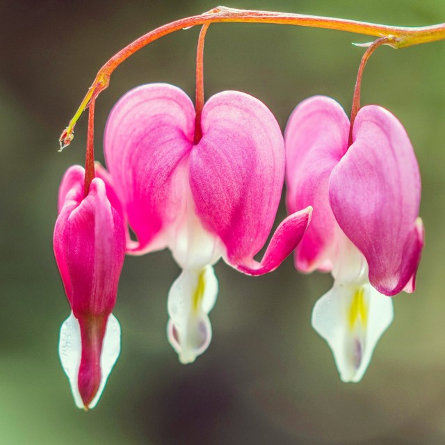 "Bleeding heart flower" stock image