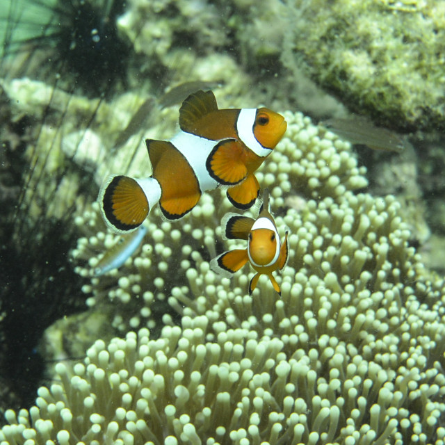 "Clownfish" stock image