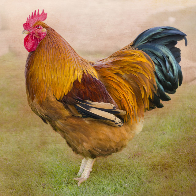 "Hen/Rooster 2" stock image